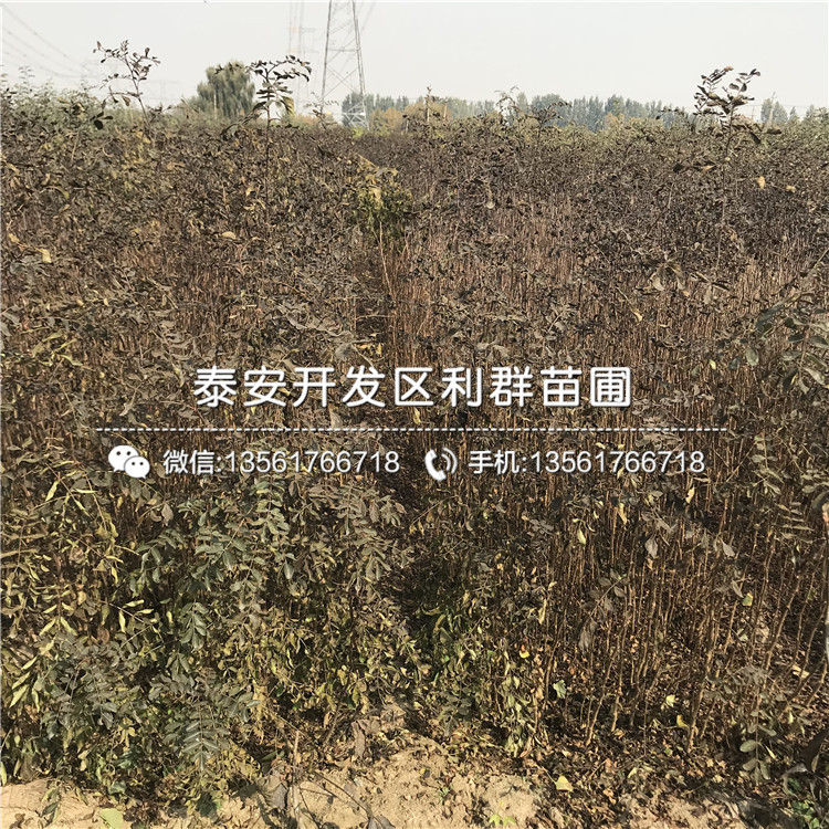 九花椒樹苗價(jià)格、2018年九花椒樹苗報(bào)價(jià)是多少