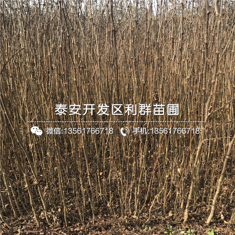 2018年1年生花椒樹(shù)苗價(jià)格
