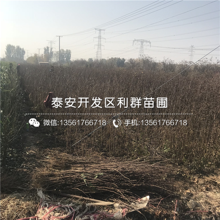 大紅袍花椒苗出售價格是多少