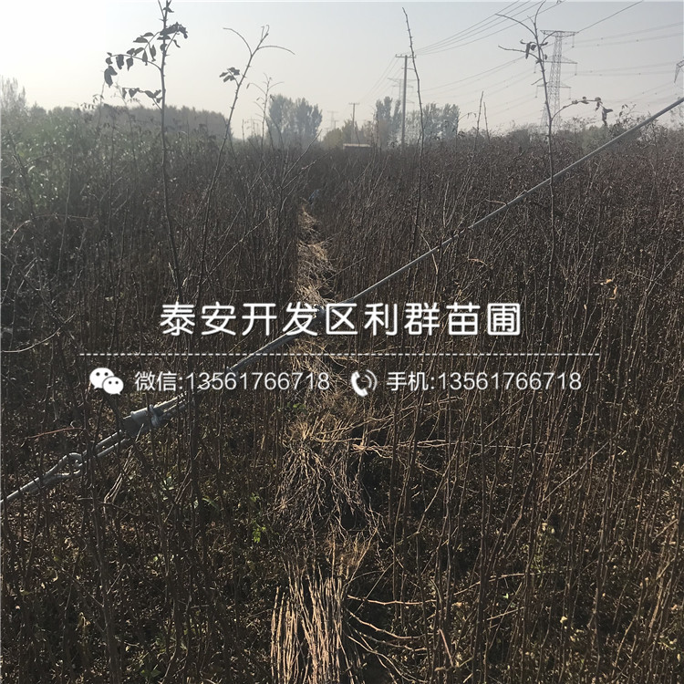 山東山東花椒苗