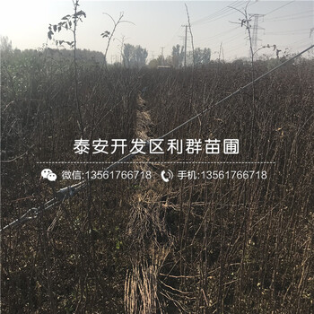 麻花椒苗價格、2018年麻花椒苗價格