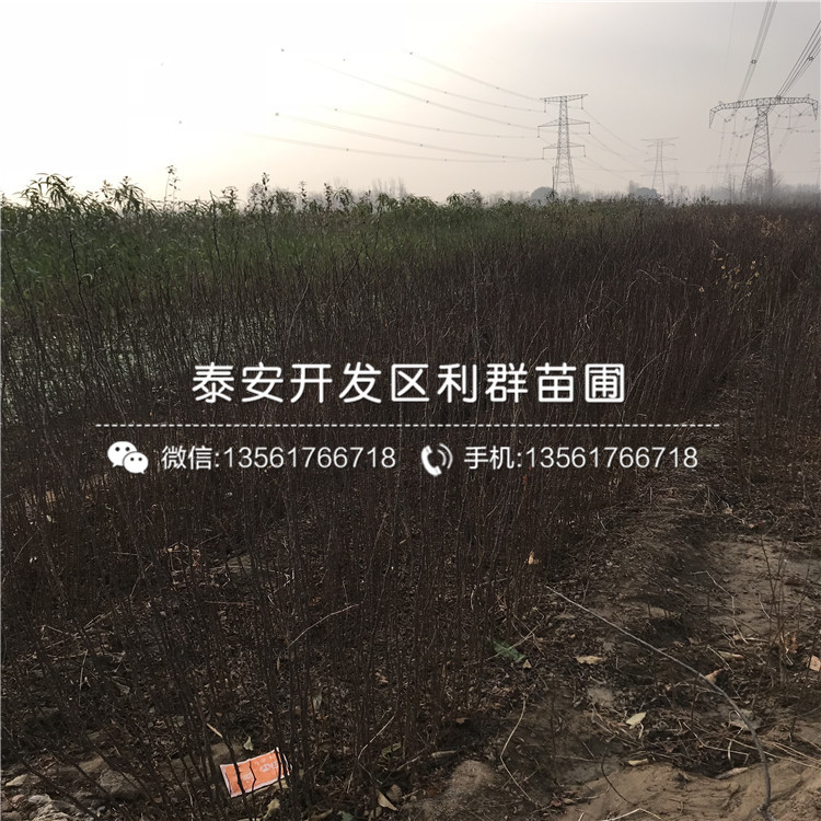 大紅花椒苗、大紅花椒苗哪里便宜