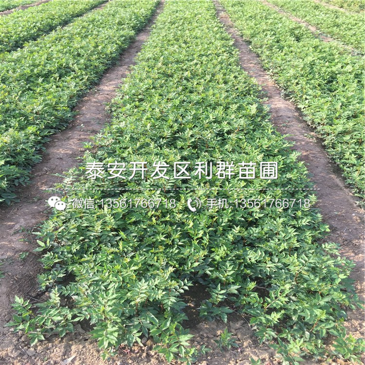 九花椒樹苗報價、2019年九花椒樹苗多少錢一棵
