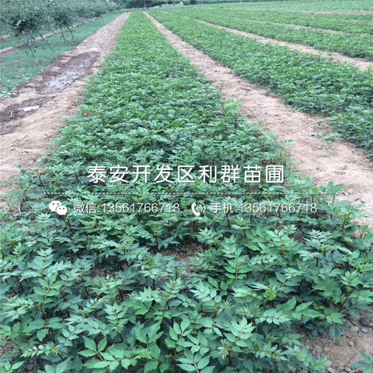 花椒芽苗價(jià)格、2018年花椒芽苗格是多少