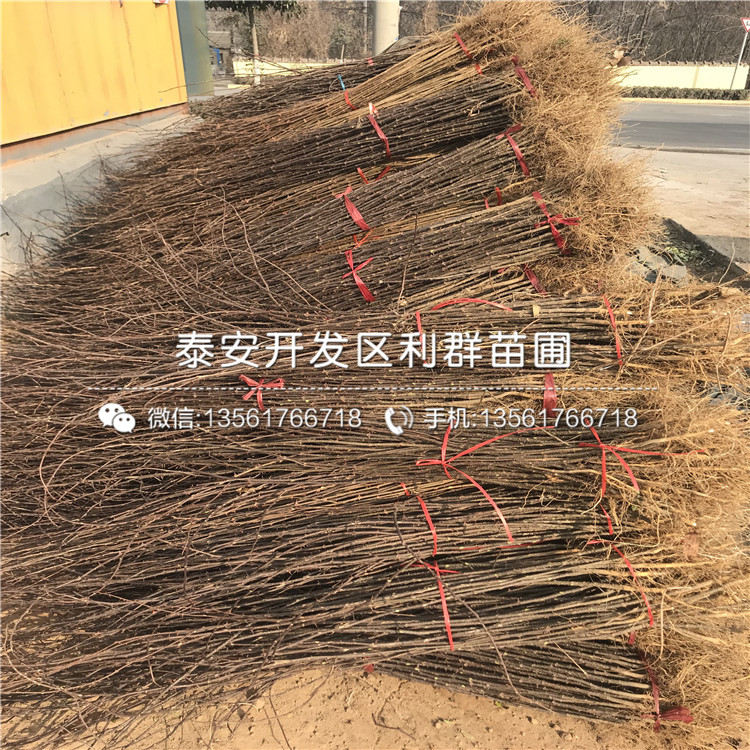 馬甲子樹苗新品種
