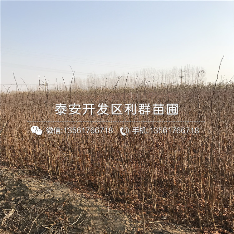 哪里有賣十里香花椒苗的、十里香花椒苗價(jià)格是多少