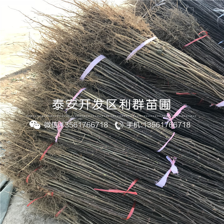 山東馬甲子種苗出售基地、山東馬甲子種苗批發(fā)基地