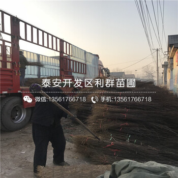 山東泰安花椒樹苗出售價(jià)格、山東泰安花椒樹苗價(jià)格是多少