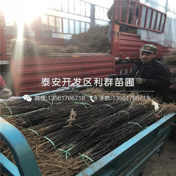 花椒芽苗價(jià)格、2018年花椒芽苗批發(fā)價(jià)格是多少