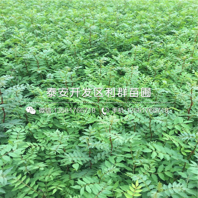 花椒樹苗格、花椒樹苗價(jià)格是多少