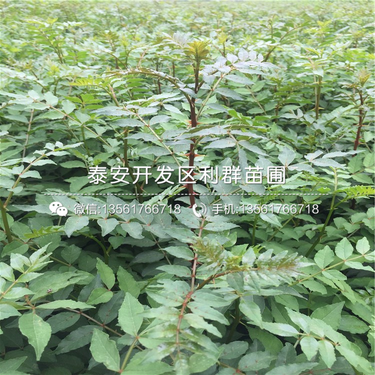 出售臭橘樹苗多少錢一棵