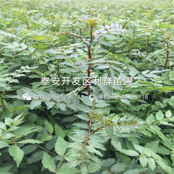獅子頭花椒樹(shù)苗、獅子頭花椒樹(shù)苗哪里便宜