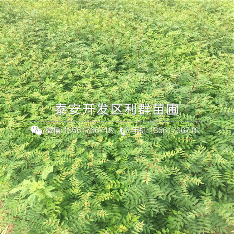 大紅花椒苗多少錢一棵、2019年大紅花椒苗價(jià)格