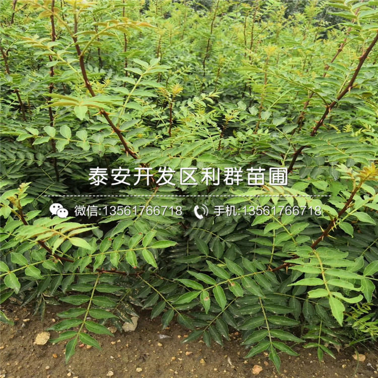 山东九花椒树苗价格是多少