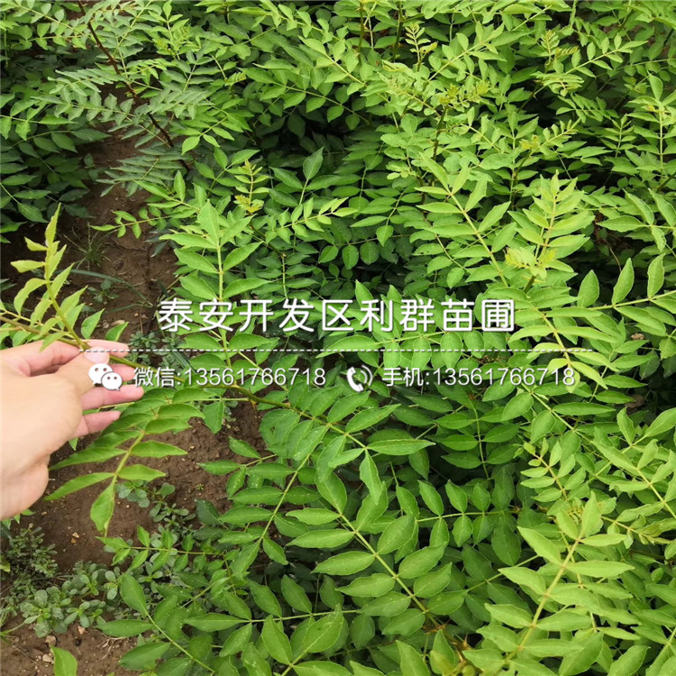 麻花椒树苗品种、麻花椒树苗多少钱一棵