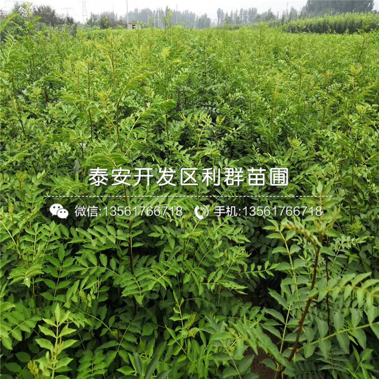 1公分山東花椒樹(shù)苗、1公分山東花椒樹(shù)苗價(jià)格