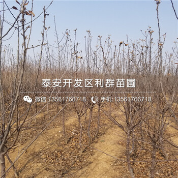 寒富蘋果苗出售、寒富蘋果苗基地