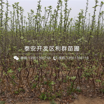 山東15公分蘋果樹苗出售價格