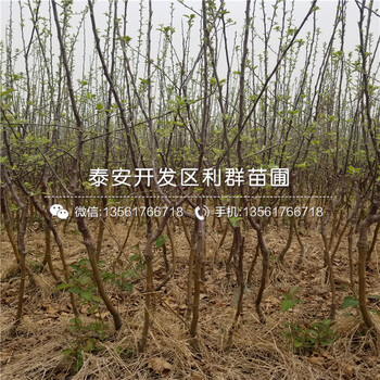 2018年糖心蘋果苗、糖心蘋果苗報(bào)價(jià)是多少