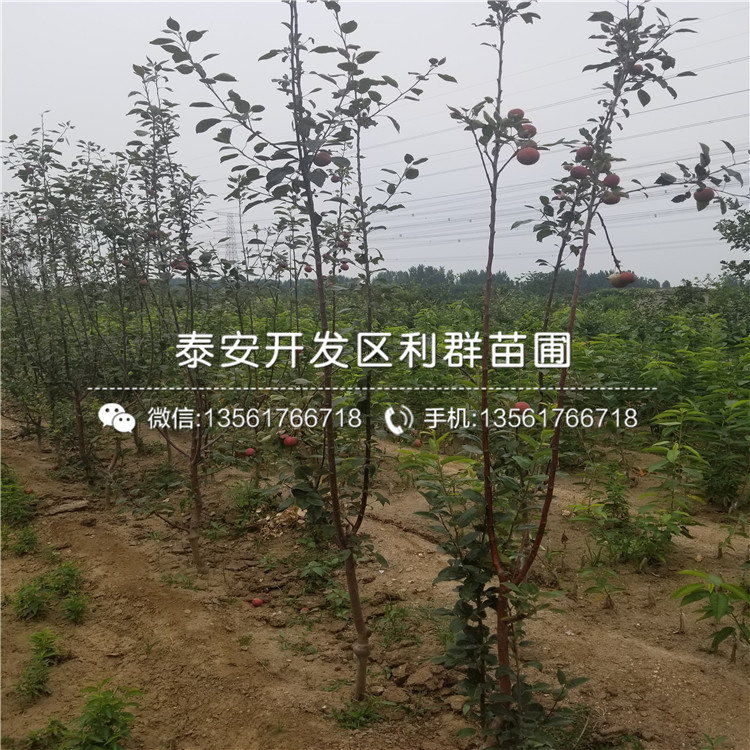 華碩蘋果苗報價、2019年華碩蘋果苗價格
