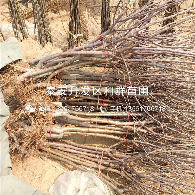 大苹果树苗供应基地