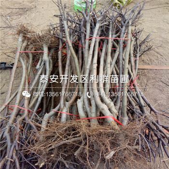富士蘋果樹苗新品種、富士蘋果樹苗批發(fā)基地