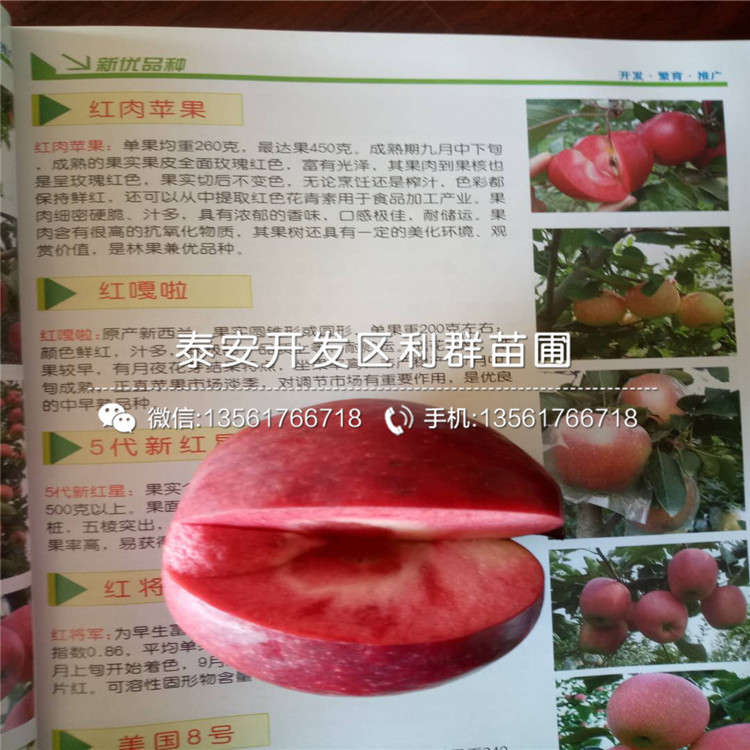 山東紅肉蘋果苗、山東紅肉蘋果苗價格多少