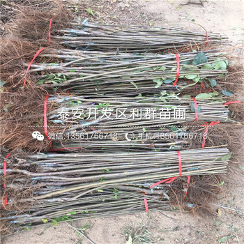 新品種煙富10號蘋果樹苗價格是多少
