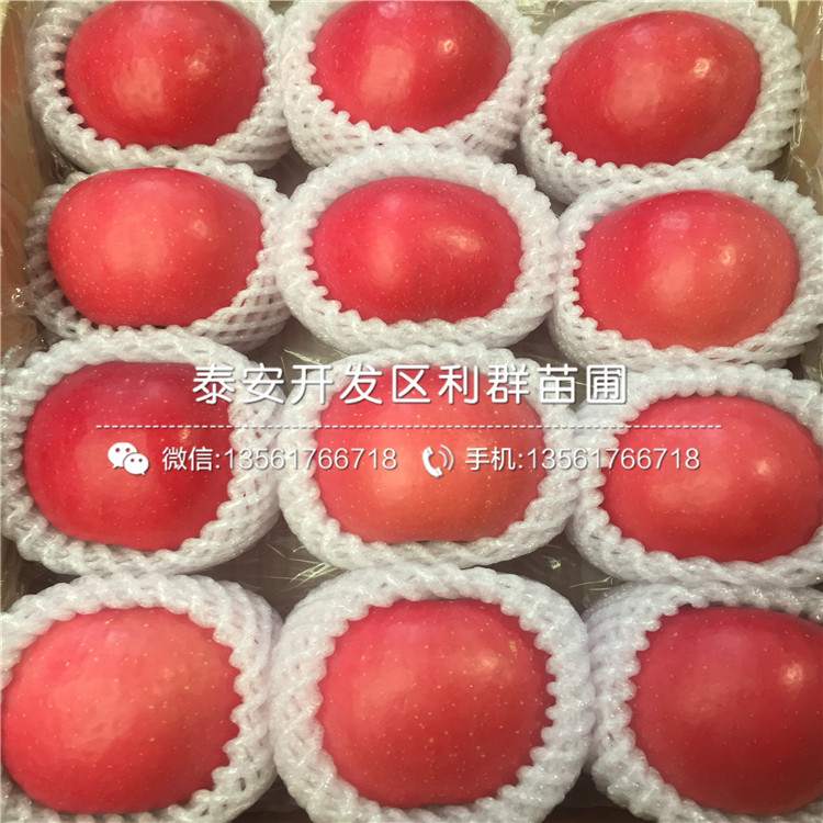 短枝蘋(píng)果苗哪里有賣(mài)、2018年短枝蘋(píng)果苗價(jià)格