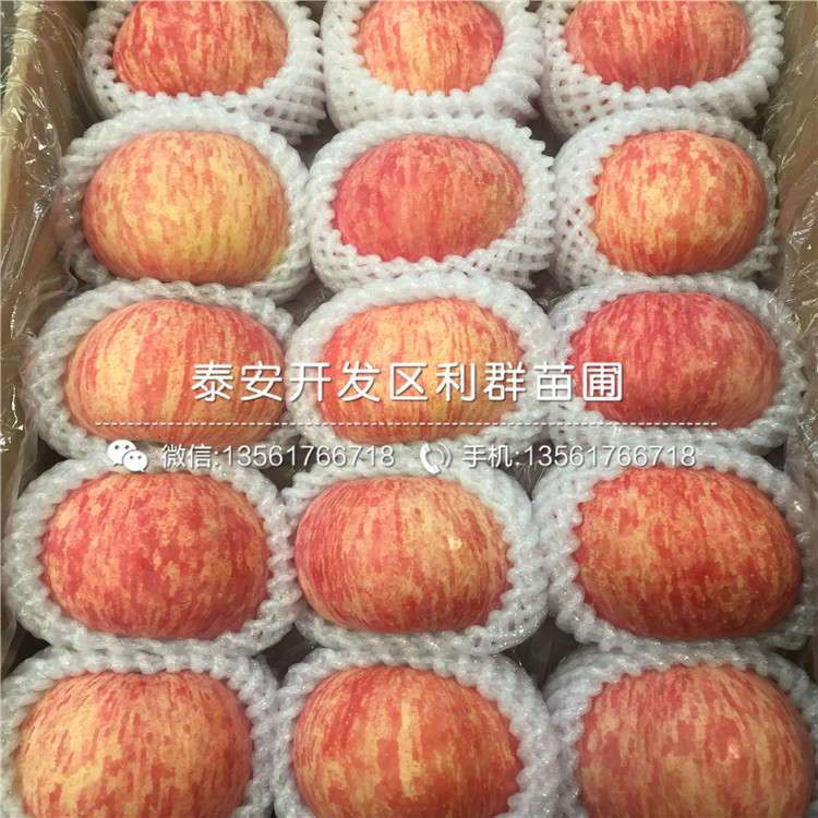 哪里有出售蘋果樹苗批發(fā)