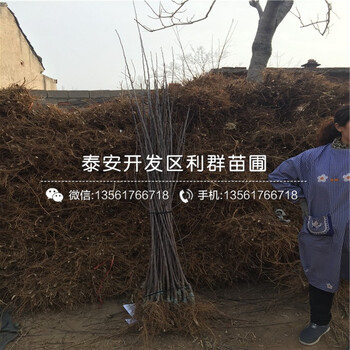金冠蘋果樹苗價(jià)格、2018年金冠蘋果樹苗批發(fā)價(jià)格是多少