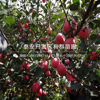 2018年矮化砧苹果树苗品种