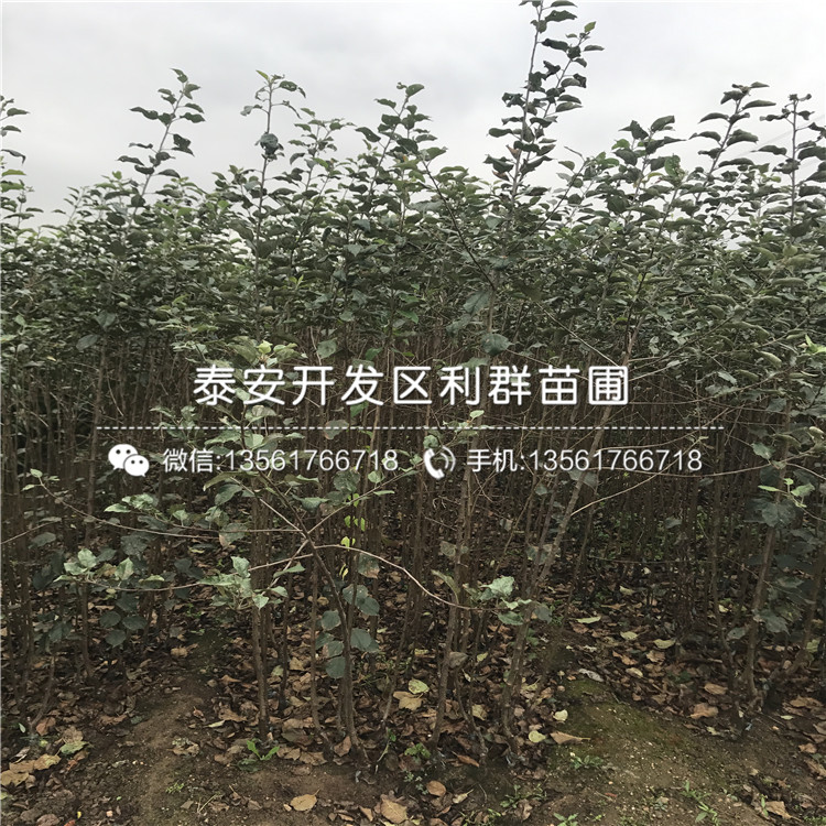 山东一号苹果树苗品种