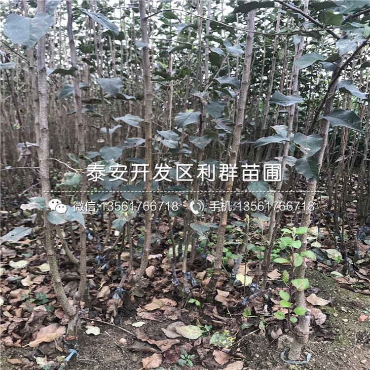 大國光蘋果樹苗2019年價格
