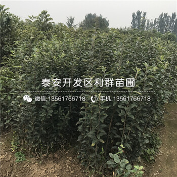 黃香蕉蘋果樹苗價(jià)格、黃香蕉蘋果樹苗報(bào)價(jià)多少