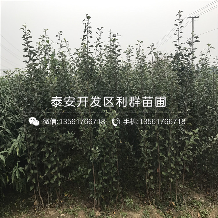 2019年矮化砧蘋果樹苗、矮化砧蘋果樹苗出售價格