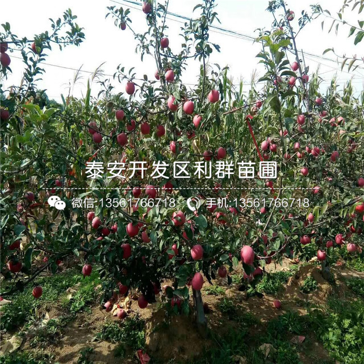 煙富8號(hào)蘋果樹苗報(bào)價(jià)、2019年煙富8號(hào)蘋果樹苗多少錢一棵