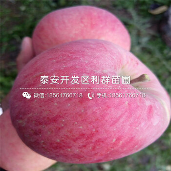 9公分蘋果樹苗批發(fā)、2019年9公分蘋果樹苗價格