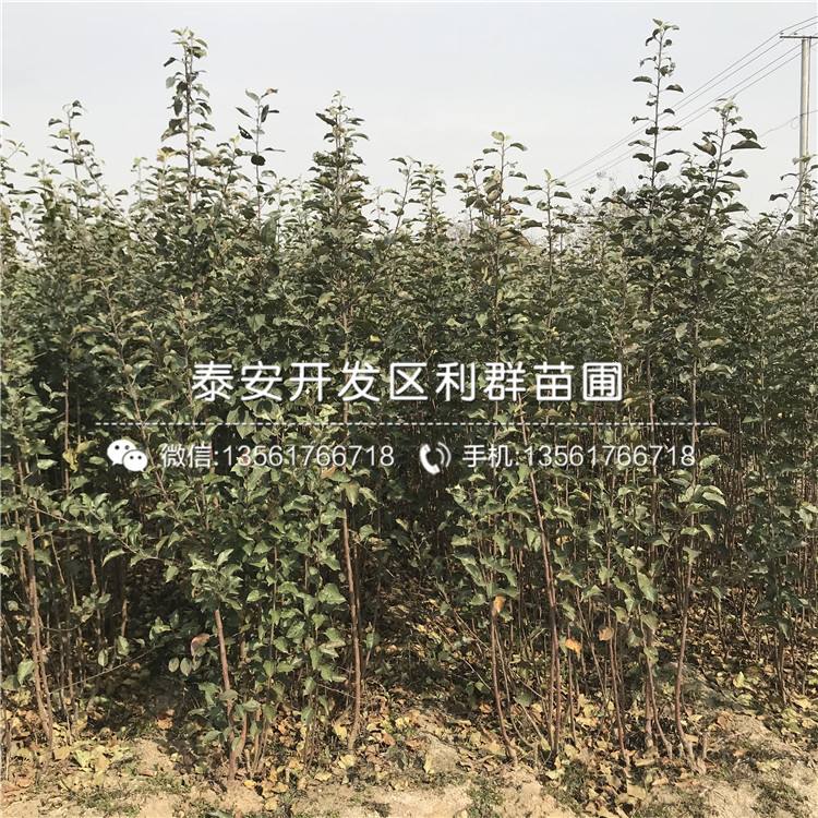 藤木一號(hào)蘋果樹苗批發(fā)基地