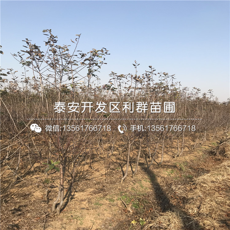 柱狀蘋果苗新品種、柱狀蘋果苗格多少