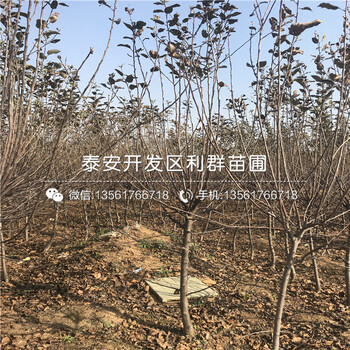 糖心蘋果樹苗批發(fā)、糖心蘋果樹苗基地