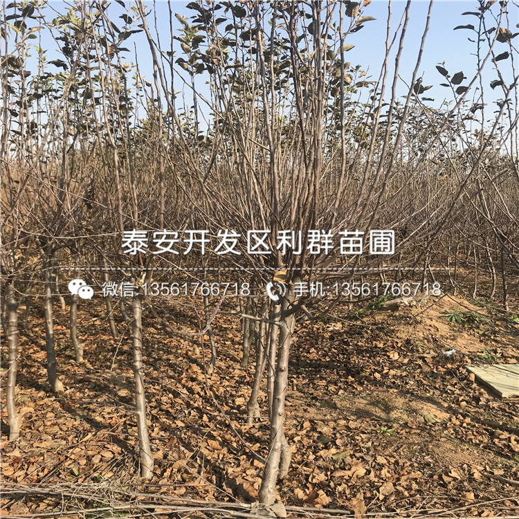 烟富6号苹果树苗价格行情