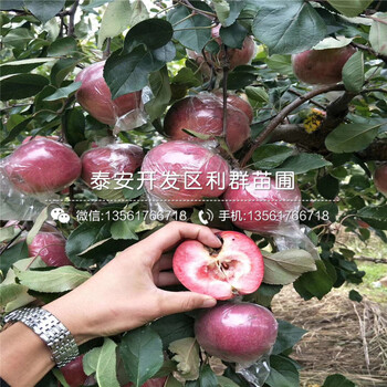 山東紅色之愛(ài)119-06蘋(píng)果苗、山東紅色之愛(ài)119-06蘋(píng)果苗價(jià)格