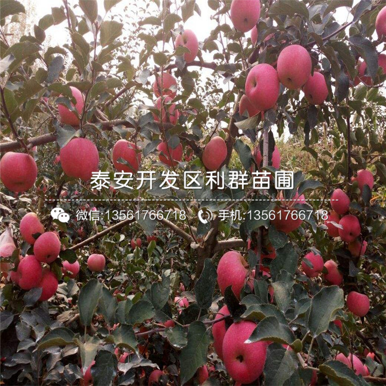 红心苹果苗供应基地