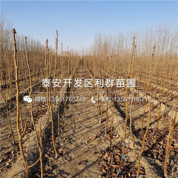 2018年夏玉梨樹苗價(jià)格是多少