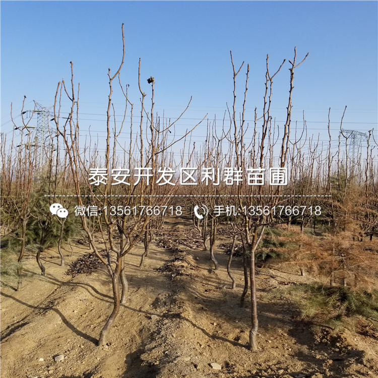 山东7公分梨树苗批发基地