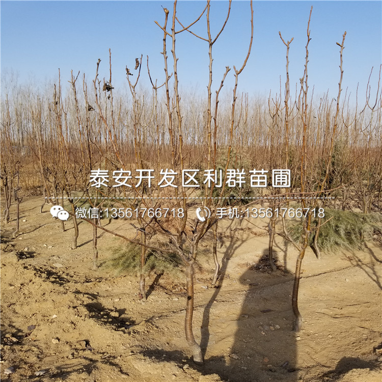 山東梨樹樹苗批發(fā)基地、山東梨樹樹苗多少錢一棵