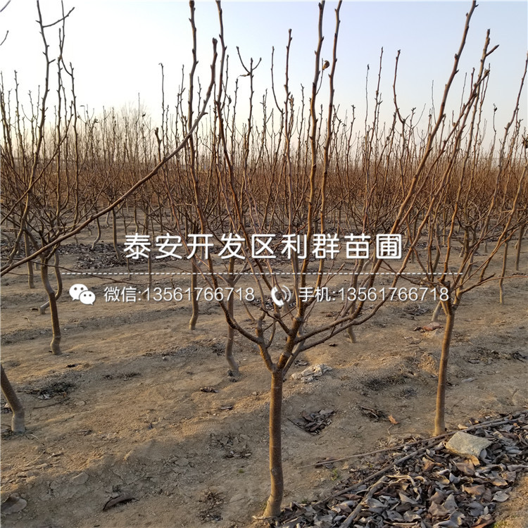 哪里有全紅梨樹苗出售