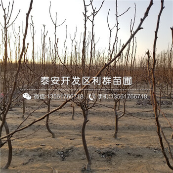 大梨樹(shù)苗、山東大梨樹(shù)苗價(jià)格