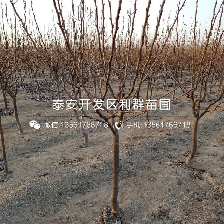 新品種早生喜水梨樹苗格多少